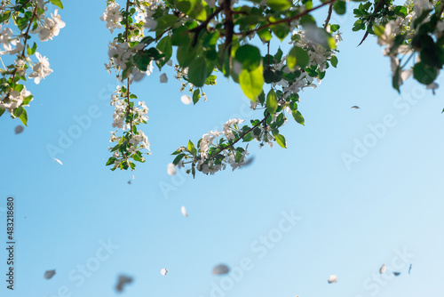 Spring background with blue sky  flowers and leaves  copy space .