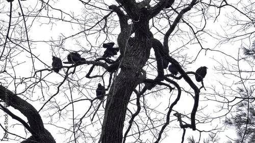 Black vultures perched high in tree branches photo