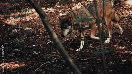 Loup