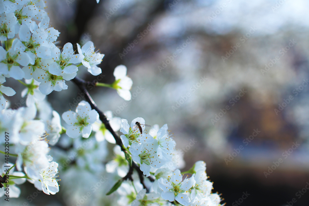 Obraz premium 春に咲く白いスモモの花とハチ