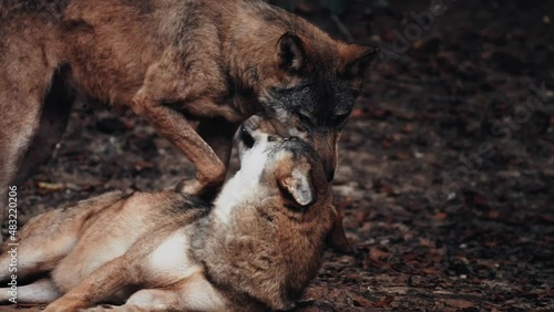 LOUP
