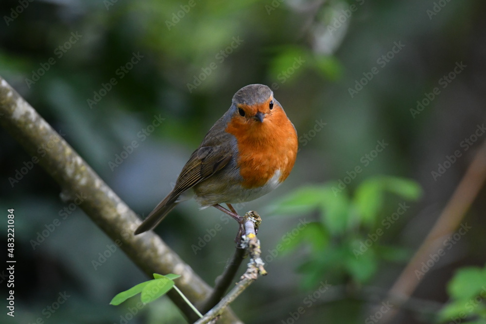 Rouge-gorge, Robin dans la nature Rouge-gorge, Robin dans la nature