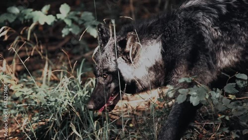 LOUP