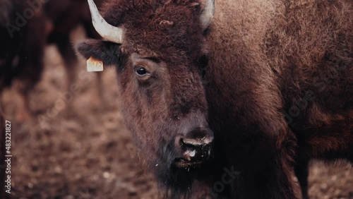 BISON