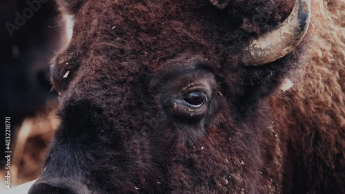 bison