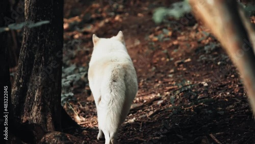 loup