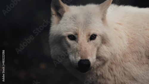 loup