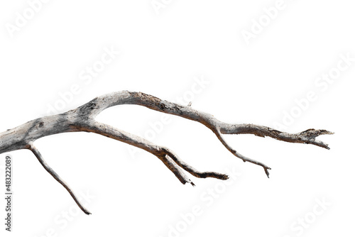 dry branches, dry branches, isolated on white background