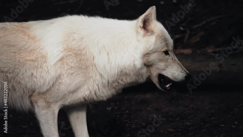 loup