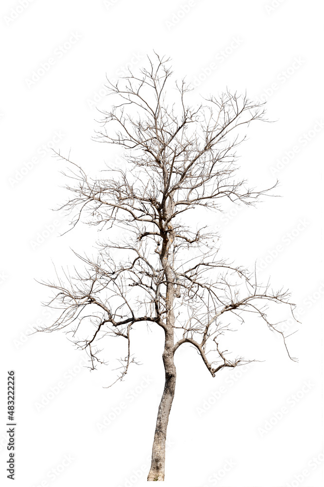 Obraz premium dead trees, dry trees in Thailand isolated on a white background