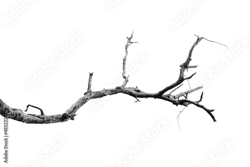 dry branches, dry branches, isolated on white background