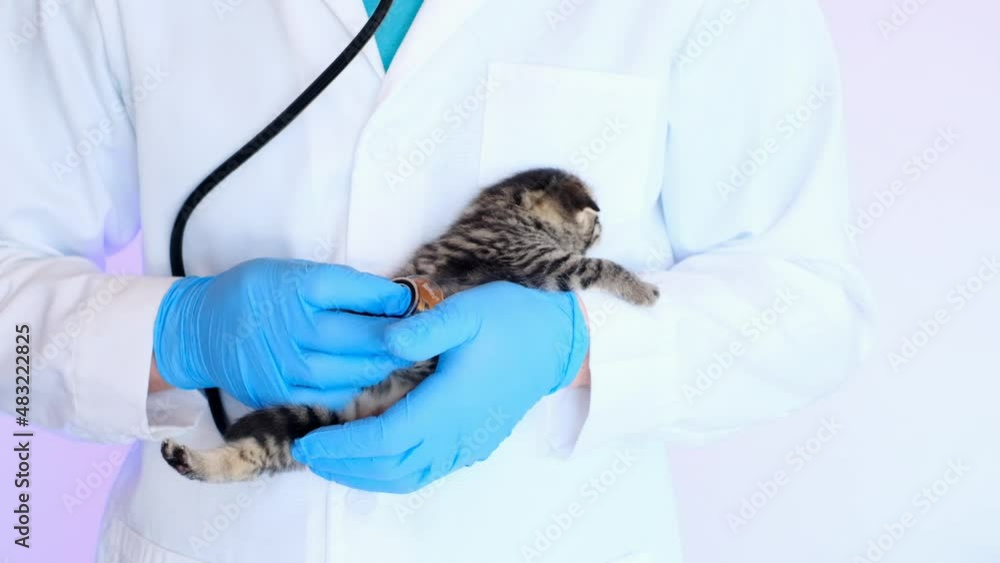 Kitten in a veterinary clinic.Kitten and veterinarian. Scottish fold tabby kitten in the hands of a veterinarian in blue medical gloves on a white table. Examining a kitten with a veterinarian.Baby Kitten in a veterinary clinic.Kitten and veterinarian. Scottish fold tabby kitten in the hands of a veterinarian in blue medical gloves on a white table. Examining a kitten with a veterinarian.Baby