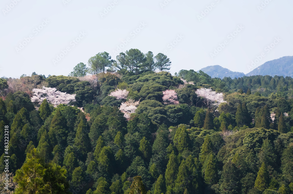 春のイメージ　山桜	