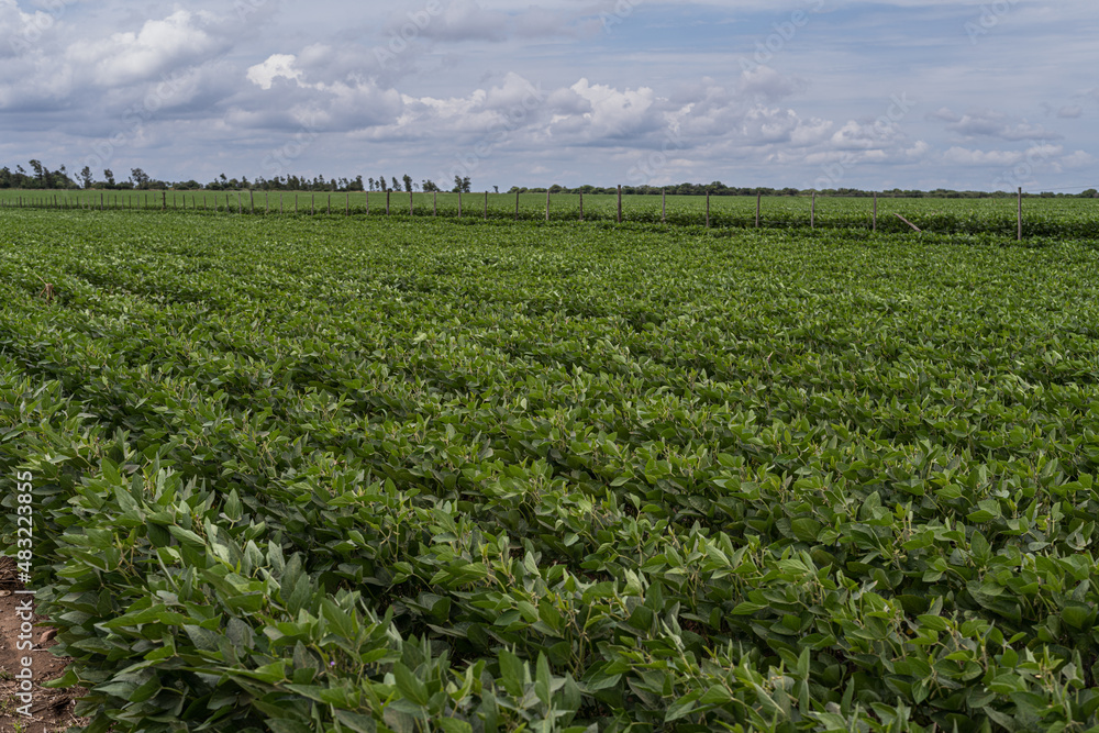 field planted with soybean sky with clouds large photo