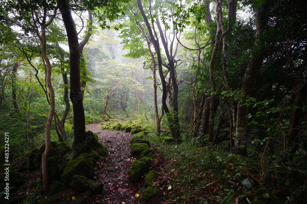 a mystic pathway through misty autumn forest