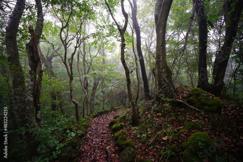 a mystic pathway through misty autumn forest