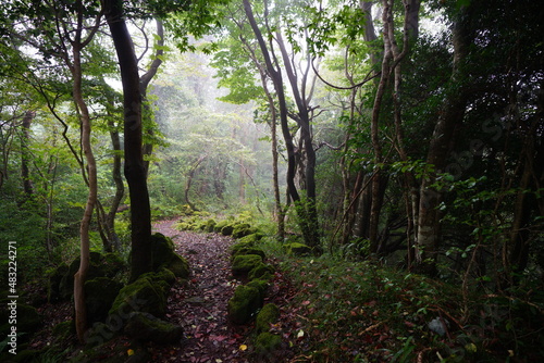 a mystic pathway through misty autumn forest