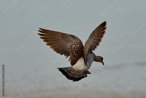 West Africa. Senegal. The flight of a pigeon over the ocean shore on the waterfront of the city of Dakar.