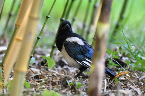 Pie juvénile dans la nature et bosquets de bambous photo