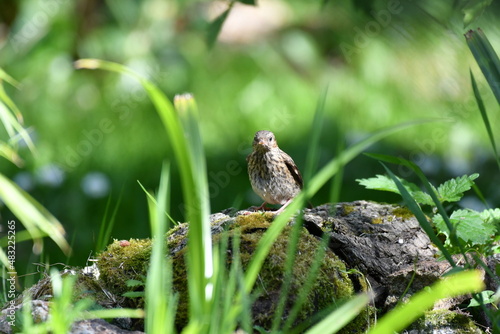 Oiseau qui regarde de type accenteur mouchet, mousse végétale, végétation, herbe et brindilles vertes. 