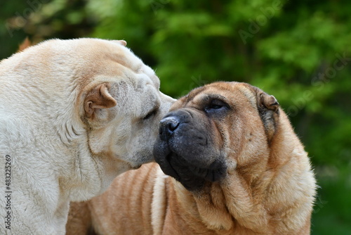 Deux chiens de race Shar-Peï en tête à tête 