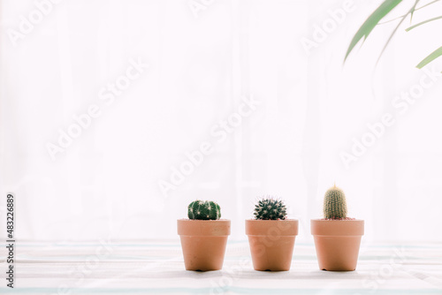A mini cactus by the window where the sun shines.