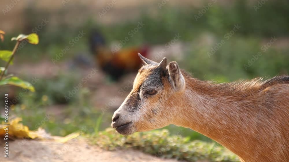 Headshot of a goat walking in the park Headshot of a goat walking in the park