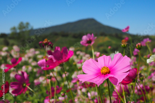 colorful cosmos flowers blooming in garden for bacground. blurred background