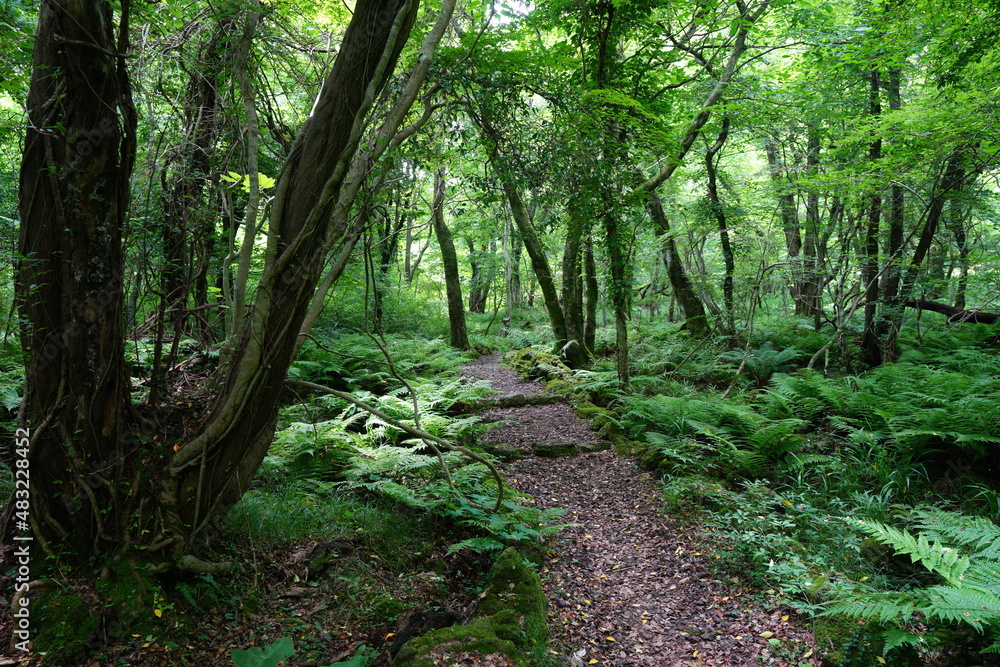 a refreshing spring forest and path in the sunlight