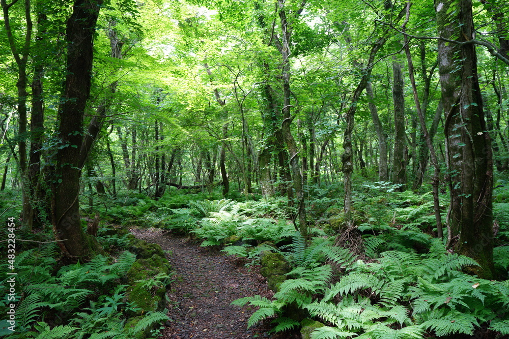 a refreshing spring forest and path in the sunlight