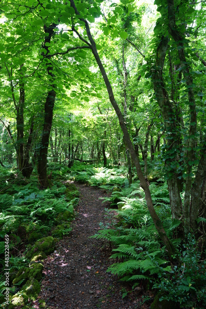 a refreshing spring forest and path in the sunlight a refreshing spring forest and path in the sunlight