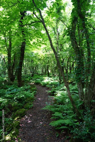 a refreshing spring forest and path in the sunlight