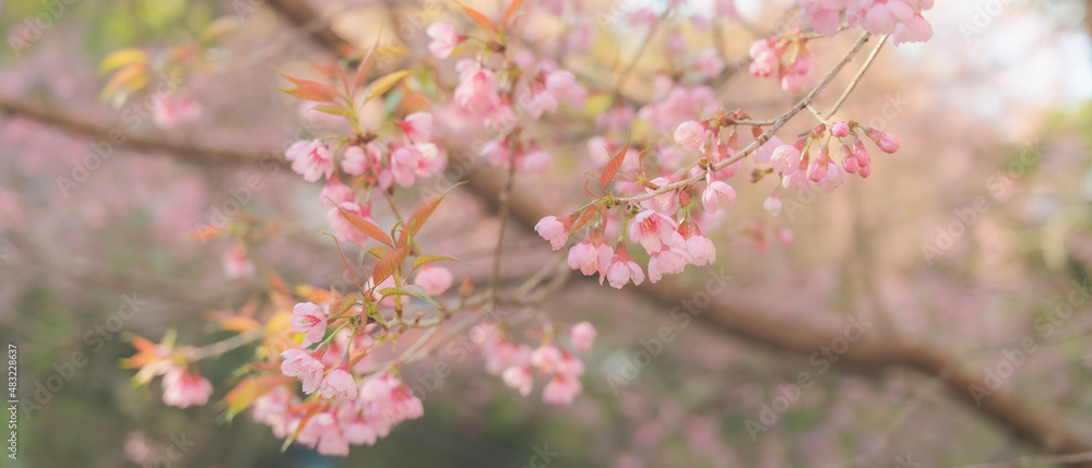 Wild Himalayan Cherry Blossoms in spring season,Sakura in Thailand, selective focus,Doi Pha Tang, Chiangrai , Thailand. Wild Himalayan Cherry Blossoms in spring season,Sakura in Thailand, selective focus,Doi Pha Tang, Chiangrai , Thailand.