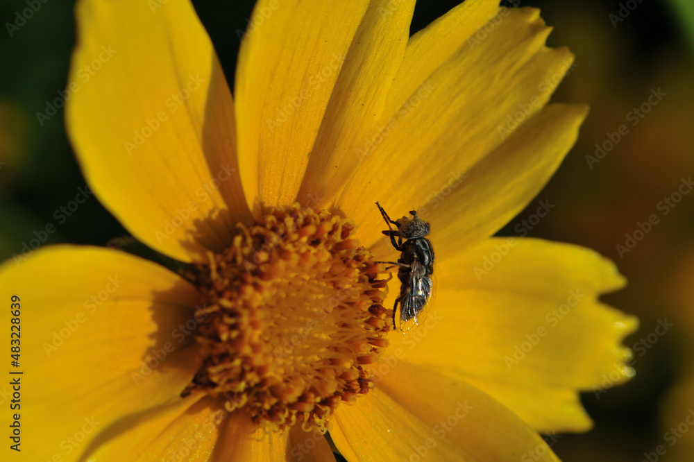 Insects inhabiting wild plants Insects inhabiting wild plants