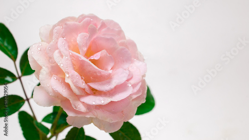 Beautiful flower (pink rose) with selected focus. floral isolated on white background. concept, love wedding,14 February, wedding anniversary, Valentine's Day, wallpaper,marriage