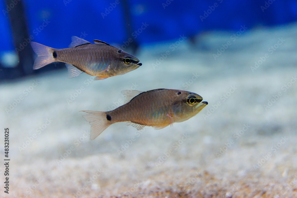 Naklejka premium クロホシイシモチ-Apogon notatus