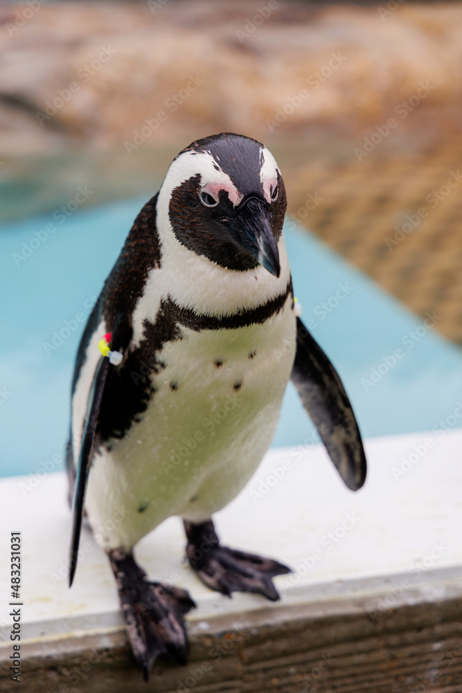 Fototapeta premium ケープペンギン