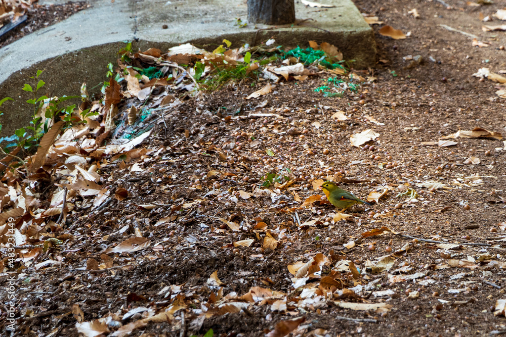 Obraz premium 地面にたたずむ黄緑色の小鳥 