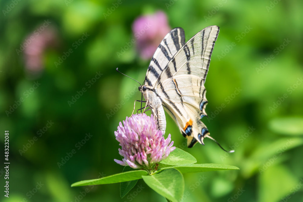 Beautiful Butterfly Scarce Swallowtail, Sail Swallowtail, Pear-tree Swallowtail, Podalirius. Latin name Iphiclides podaliriu. Butterfly collects nectar on flower.