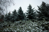 Coniferous trees covered with snow on winter day