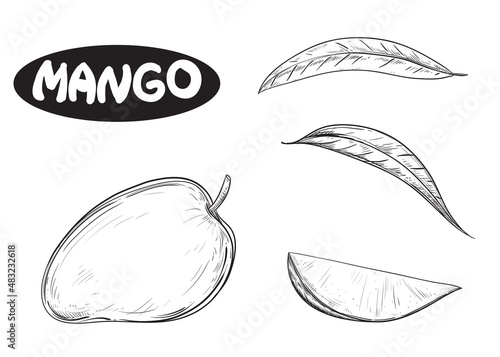Hand drawn sketch black and white set of fruit mango, slice, leaf. Vector illustration. Elements in graphic style label, card, sticker, menu, package. Engraved style illustration.