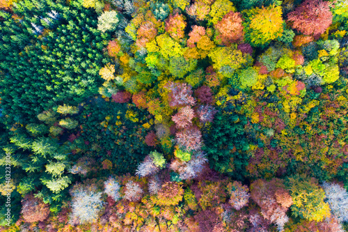 Aerial view of green, yellow and orange forest in autumn