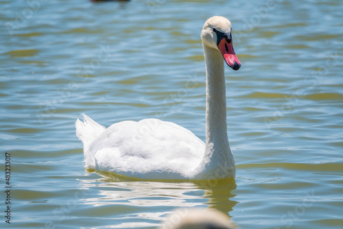 Graceful white Swan swimming in the lake, swans in the wild. Portrait of a white swan swimming on a lake.