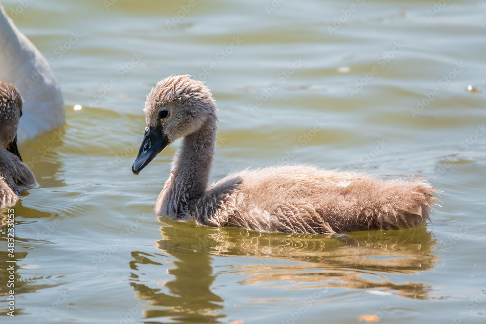 Beautiful baby cygnet mute swan fluffy grey and white chicks. Springtime new born wild swans birds in pond. Young swans swmming in a lake. Beautiful baby cygnet mute swan fluffy grey and white chicks. Springtime new born wild swans birds in pond. Young swans swmming in a lake.