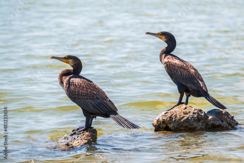 Two Great cormorants, Phalacrocorax carbo, standing on a stone on the sea shore.