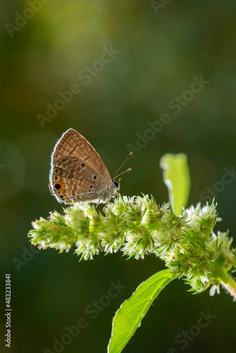 butterfly on a green leaf