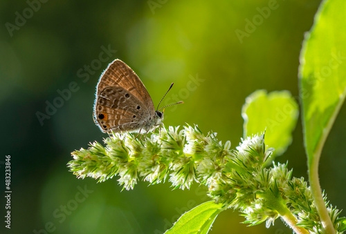 butterfly on a green leaf