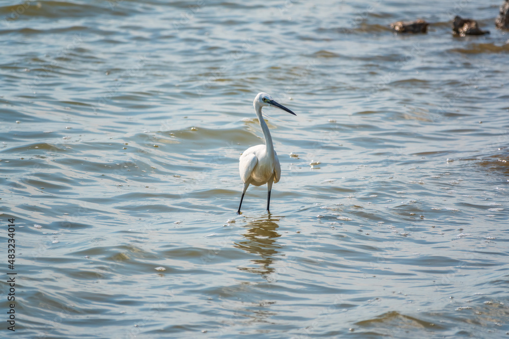 The white heron stands in the lake The white heron stands in the lake