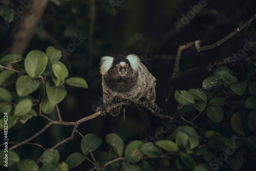 
common marmoset