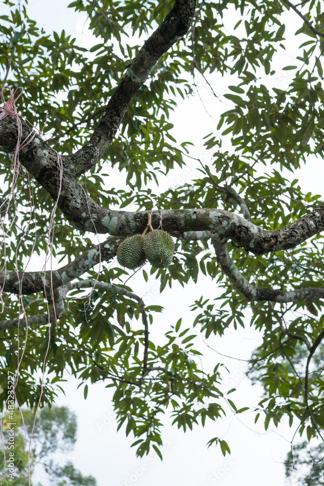 Fototapeta premium Fresh durian on its tree in Penang, Malaysia.